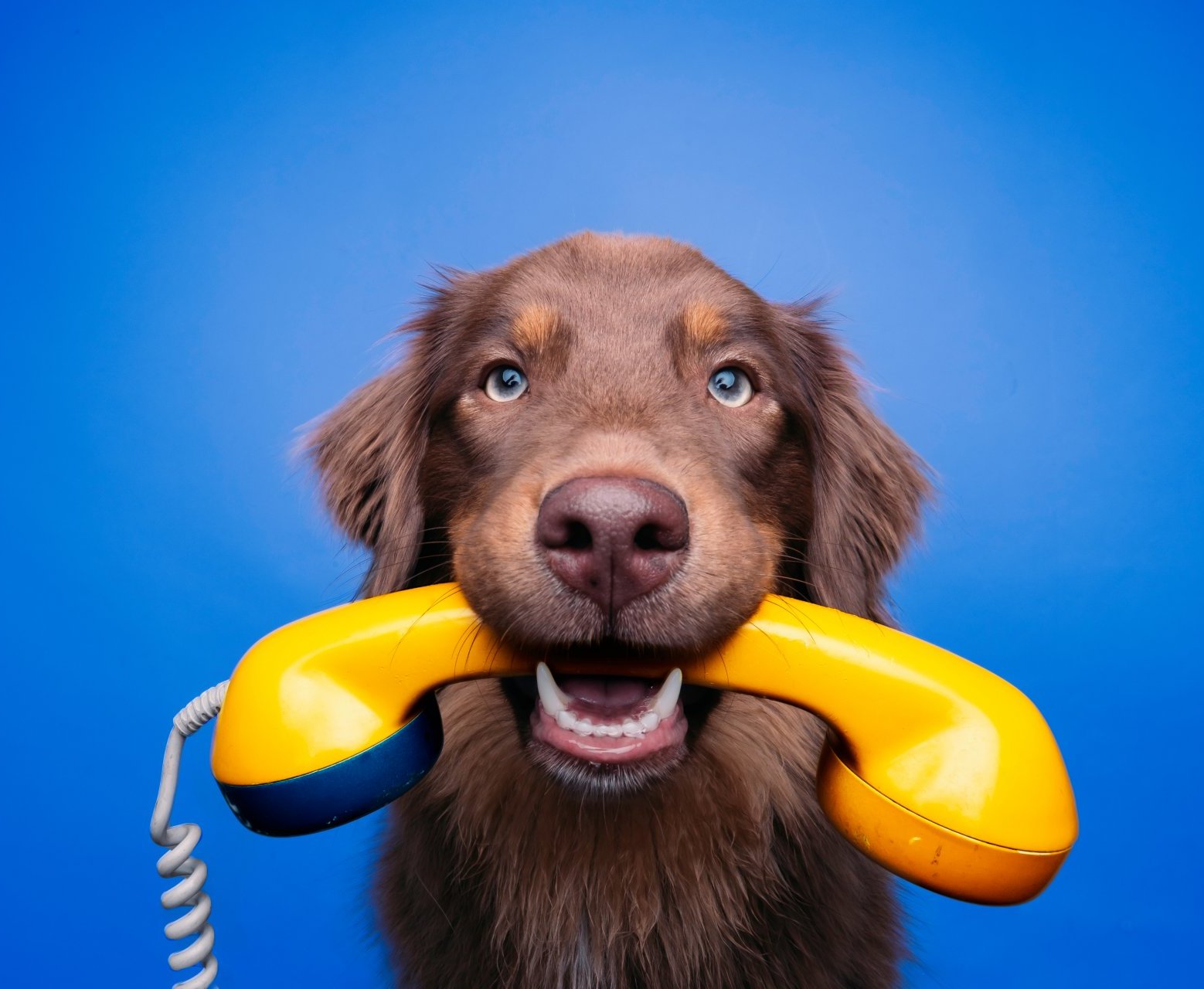 Veterinary clinics telephone greetings and voicemail 